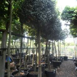 Olijfwilg Op Stam (Elaeagnus Ebbingei) -Groen Dome Verkoopwinkel elaeagnus ebbingei 14 16 18ho c130