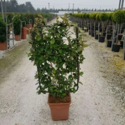 Olijfwilg Als Leivorm (Elaeagnus Ebbingei) -Groen Dome Verkoopwinkel elaeagnus ebbingei leivorm c18