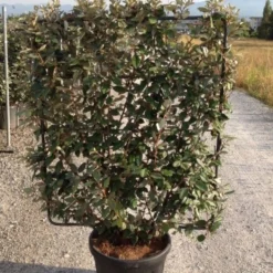 Olijfwilg Als Leivorm (Elaeagnus Ebbingei) -Groen Dome Verkoopwinkel elaeagnus ebbingei leivorm c45 1