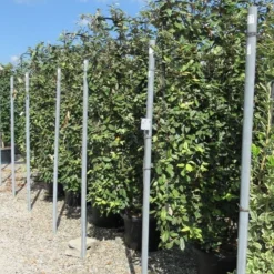 Olijfwilg Als Leivorm (Elaeagnus Ebbingei) -Groen Dome Verkoopwinkel eleagnus 110x180 leivorm