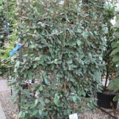 Olijfwilg Als Leivorm (Elaeagnus Ebbingei) -Groen Dome Verkoopwinkel eleagnus 110x180 leivorm 2