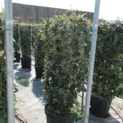 Olijfwilg Als Leivorm (Elaeagnus Ebbingei) -Groen Dome Verkoopwinkel eleagnus 80x110 leivorm