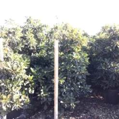 Japanse Mispel (Eriobotrya Japonica 'Coppertone') 5 Japanse Mispel (Eriobotrya Japonica 'Coppertone') -Groen Dome Verkoopwinkel eriobotryacoppertone