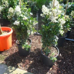 Escallonia (Escallonia 'Iveyi') -Groen Dome Verkoopwinkel escallonia iveyi c10