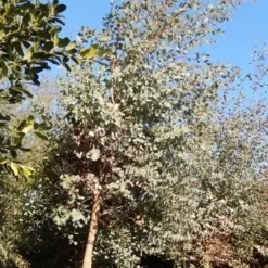 Eucalyptus Als Boom (Eucalyptus Gunnii) -Groen Dome Verkoopwinkel eucalypthus gunii 10 12 2