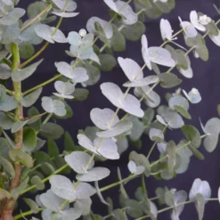Winterharde Eucalyptus (Eucalyptus Gunnii 'Azura') -Groen Dome Verkoopwinkel eucalyptus azura 2