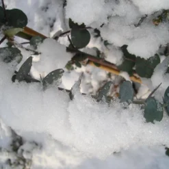 Winterharde Eucalyptus (Eucalyptus Gunnii 'Azura') -Groen Dome Verkoopwinkel eucalyptus azura hardy