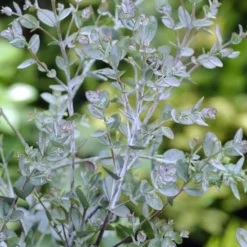Winterharde Gomboom (Eucalyptus Gunnii) -Groen Dome Verkoopwinkel eucalyptus gunnii 1