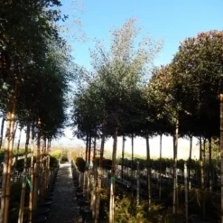 Eucalyptus Als Boom (Eucalyptus Gunnii) -Groen Dome Verkoopwinkel eucalyptus gunnii 12 14 2