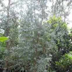 Winterharde Gomboom (Eucalyptus Gunnii) -Groen Dome Verkoopwinkel eucalyptus gunnii struikvorm c500