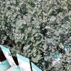 Winterharde Eucalyptus (Eucalyptus Gunnii 'Azura') -Groen Dome Verkoopwinkel eucalyptusazura01