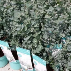 Winterharde Eucalyptus (Eucalyptus Gunnii 'Azura') -Groen Dome Verkoopwinkel eucalyptusazura02