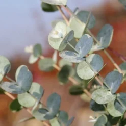 Winterharde Eucalyptus (Eucalyptus Gunnii 'Azura') -Groen Dome Verkoopwinkel eucalythus azura 3