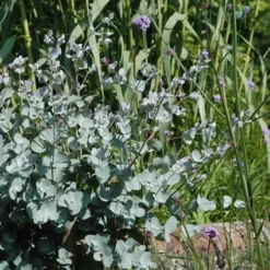 Eucalyptus Als Boom (Eucalyptus Gunnii) -Groen Dome Verkoopwinkel eugunnii 8