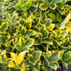 Kardinaalshoed (Euonymus Japonicus 'Aureomarginatus')