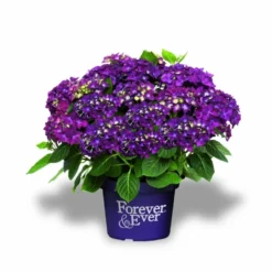 Hortensia Paars (Hydrangea 'Forever&Ever') -Groen Dome Verkoopwinkel f e packshot purple rgb