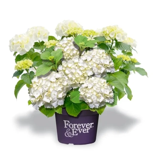 Hortensia Wit (Hydrangea 'Forever&Ever') 1 Hortensia Wit (Hydrangea 'Forever&Ever') -Groen Dome Verkoopwinkel f e packshot white rgb