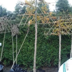 Groene Beuk Als Leiboom (Fagus Sylvatica) -Groen Dome Verkoopwinkel fagus sylvatica lei