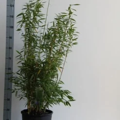 Niet Woekerende Bamboe (Fargesia 'Dino') -Groen Dome Verkoopwinkel fargesia mur. dino 80 100 cm co. 12l v