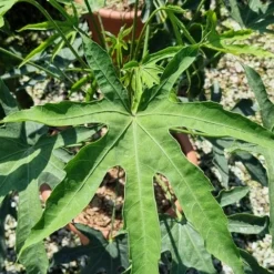 Vingerplant (Fatsia Polycarpa 'Green Fingers') 6 Vingerplant (Fatsia Polycarpa 'Green Fingers') -Groen Dome Verkoopwinkel fatisa polycarpa green fingers 2 1
