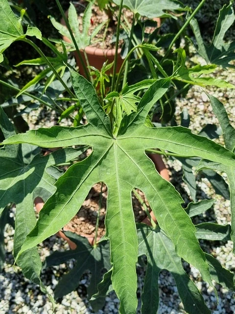 Vingerplant (Fatsia Polycarpa 'Green Fingers') 4 Vingerplant (Fatsia Polycarpa 'Green Fingers') - Afbeelding 3