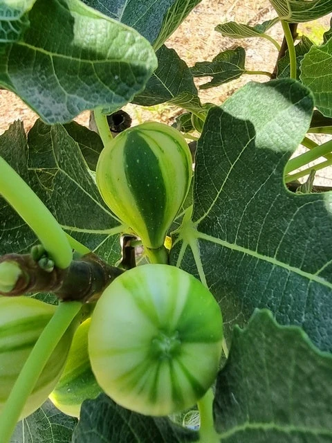 Vijg (Ficus Carica 'Panache') 5 Vijg (Ficus Carica 'Panache') - Afbeelding 3