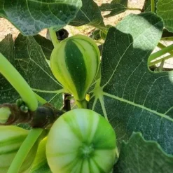 Vijg Op Stam (Ficus Carica 'Panache') -Groen Dome Verkoopwinkel ficus caira panachee 2 1