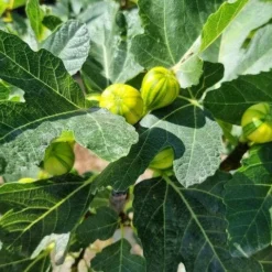 Vijg Op Stam (Ficus Carica 'Panache') -Groen Dome Verkoopwinkel ficus caira panachee 3 1