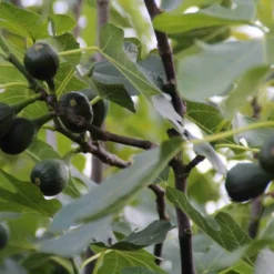 Vijg (Ficus Carica) -Groen Dome Verkoopwinkel ficus carica 1
