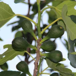 Vijg (Ficus Carica) -Groen Dome Verkoopwinkel ficus carica 2