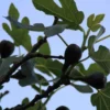 Vijg Op Stam (Ficus Carica)