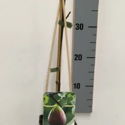 Vijg (Ficus Carica) -Groen Dome Verkoopwinkel ficus carica 50 60 c2