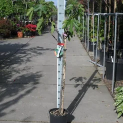 Vijg Op Stam (Ficus Carica) 19 Vijg Op Stam (Ficus Carica) -Groen Dome Verkoopwinkel ficus carica halfstam c15