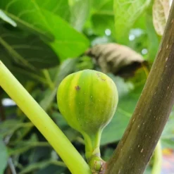 Vijg (Ficus Carica 'Panache') 11 Vijg (Ficus Carica 'Panache') -Groen Dome Verkoopwinkel ficuscaricapanache01