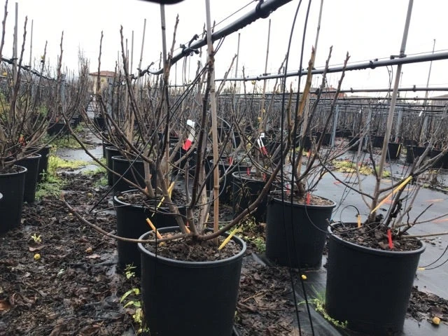 Vijg (Ficus Carica 'Panache') 8 Vijg (Ficus Carica 'Panache') - Afbeelding 6