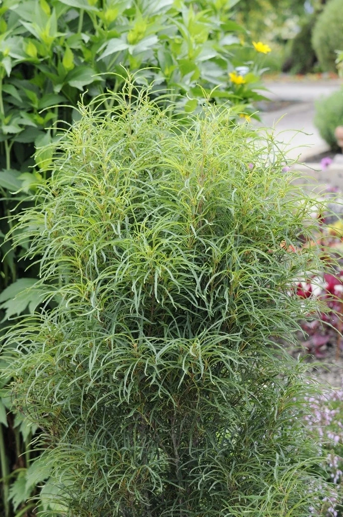 Smalbladige Vuilboom (Frangula Alnus 'Fine Line') 4 Smalbladige Vuilboom (Frangula Alnus 'Fine Line') - Afbeelding 2