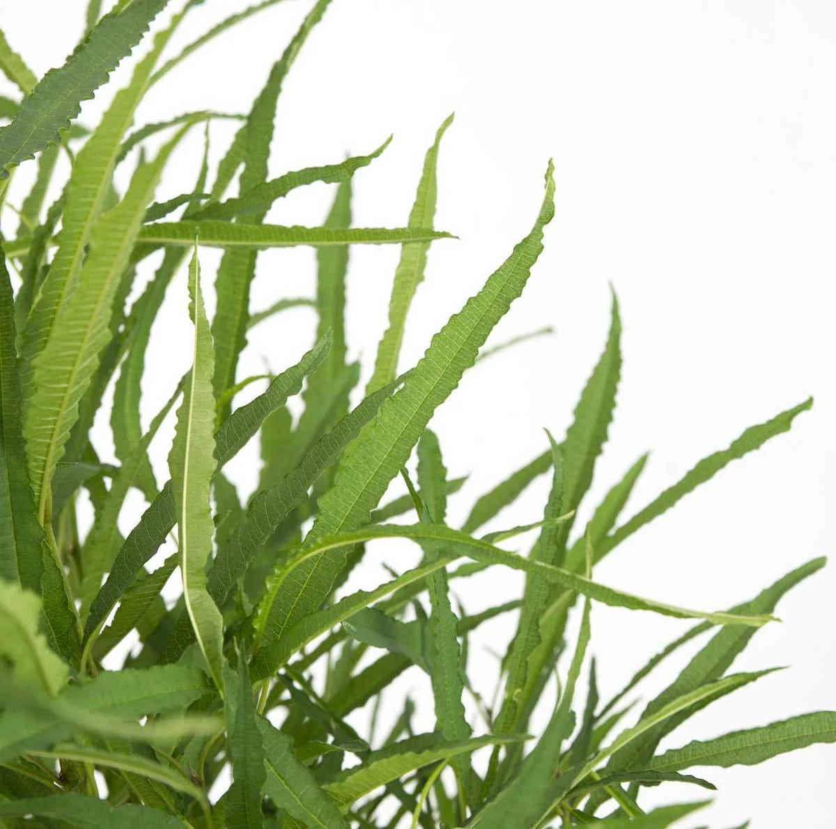 Smalbladige Vuilboom (Frangula Alnus 'Fine Line') 3 Smalbladige Vuilboom (Frangula Alnus 'Fine Line')