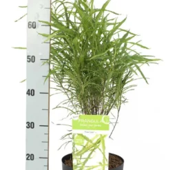 Smalbladige Vuilboom (Frangula Alnus 'Fine Line') 7 Smalbladige Vuilboom (Frangula Alnus 'Fine Line') -Groen Dome Verkoopwinkel frangula alnus fine line 2