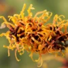 Toverhazelaar (Hamamelis Intermedia 'Orange Beauty') -Groen Dome Verkoopwinkel gaar00220