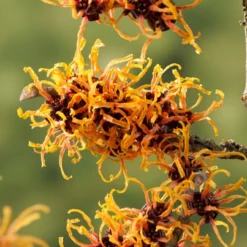 Toverhazelaar (Hamamelis Intermedia 'Orange Beauty') -Groen Dome Verkoopwinkel gaar00221