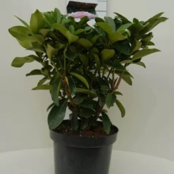 Rhododendron (Rhododendron 'Gomer Waterer') -Groen Dome Verkoopwinkel gomer waterer c7.5 voor