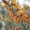 Toverhazelaar (Hamamelis Intermedia 'Jelena') -Groen Dome Verkoopwinkel haijelen 35 7