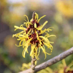 Toverhazelaar (Hamamelis Mollis 'Pallida') -Groen Dome Verkoopwinkel hamamelis mollis pallida