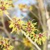 Toverhazelaar (Hamamelis Mollis 'Pallida') -Groen Dome Verkoopwinkel hamamelis mollis pallida 2