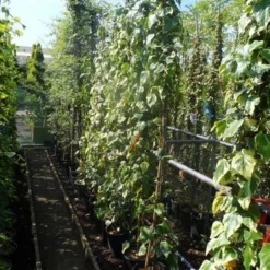 Kaukasische Klimop (Hedera Colchica 'Dentata Variegata') -Groen Dome Verkoopwinkel hedera colchica dentata variegata 175 200 c10