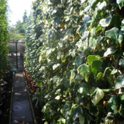 Kaukasische Klimop (Hedera Colchica 'Dentata Variegata') -Groen Dome Verkoopwinkel hedera colchica dentata variegata 200 250 c15