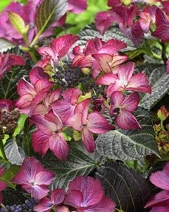Hortensia (Hydrangea Black Diamonds Dark Angel Purple) 3 Hortensia (Hydrangea Black Diamonds Dark Angel Purple)