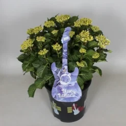 Hortensia Blue Ballad (Hydrangea 'Music Collection') -Groen Dome Verkoopwinkel hydrangea blue ballad c5 3