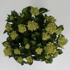 Hortensia Blue Ballad (Hydrangea 'Music Collection') -Groen Dome Verkoopwinkel hydrangea blue ballad c5 4