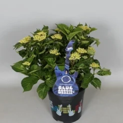 Hortensia Blue Boogiewoogie (Hydrangea 'Music Collection') -Groen Dome Verkoopwinkel hydrangea blue boogiewoogie 3 1